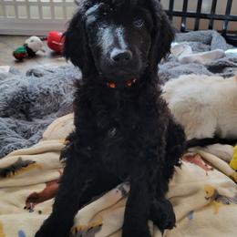 "Gordon" - Black Labradoodle puppy in Las Vegas, Nevada from Patriot Labradoodles