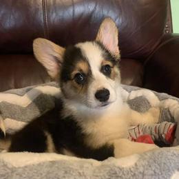Pembroke Welsh Corgis from Montana Bucking Corgi
