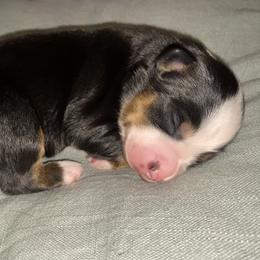 Miniature Australian Shepherd Puppies from Duncan’s Miniature Australian Shepherds