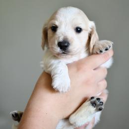 Scone - Piebald male Dachshund puppy in Youngstown, Florida from Paradox Dachshunds