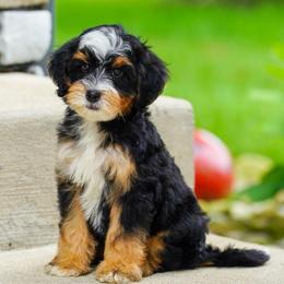 Spunky - Tri-color male Bernedoodle puppy in Dundee, Ohio from Down Home Doodle