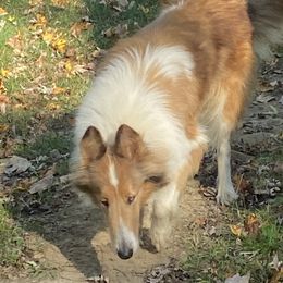 Azawakh, Collie, and Standard Schnauzer All Grown Up from Kokomo Kennels