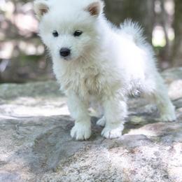 Pomsky Puppies from New World Pomskies