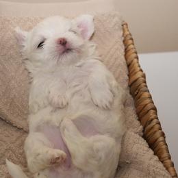 Maltese Puppies from Royal Korean Maltese