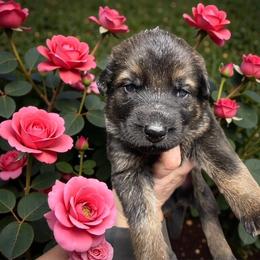 Draco - Sable male German Shepherd puppy in Oakland, Oregon from VHM German Shepherds