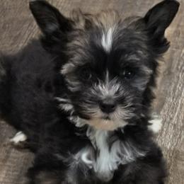 Female puppy 1 - Black white and tan female Chinese Crested puppy in Hernando, Florida from Bent Oak Chinese Cresteds