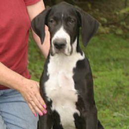 Great Danes from Liberty Danes