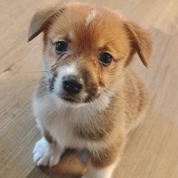 Pumpkin - Red male Pembroke Welsh Corgi puppy in Northwood, Iowa from Sorrel Sands Corgis