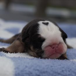 Phil - Black tri-color male Bulldog puppy in Warsaw, New York from Hillview Kennels