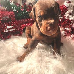 Black collar Male - Red and rust male Doberman Pinscher puppy in Madison, Indiana from Jensen Dobermans and Dachshunds