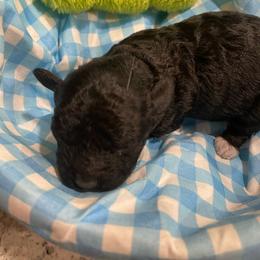 Boots - Black male Poodle puppy in Bee Branch, Arkansas from Scroggins Creek Doodles