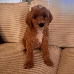 Grasshopper (Hopper) - Cream male Goldendoodle puppy in Payson, Utah from Country Sky Doodles