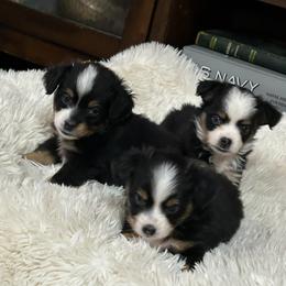 Miniature Australian Shepherd Puppies from Grace River Aussies