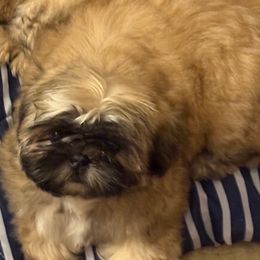 Shih tzu Dynastys Zhaoyang Nuochen - Brindle and white male Shih Tzu puppy in Kingsland, Georgia from Shih-tzu Dynasty