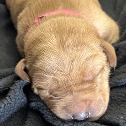 Connie - Yellow female Labrador Retriever puppy in Alcester, South Dakota from Theresa Rhodes