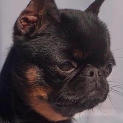 Brussels Griffon All Grown Up from Genesis Brussels Griffons