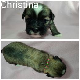 Girl 2 - Red female Lhasa Apso puppy in Cincinnati, Ohio from Shangri-La Lhasa Apsos