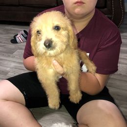 Girl 1 - Labradoodle puppy in Alabama from On The Farm Doodles