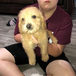 Girl 1 - Labradoodle puppy in Alabama from On The Farm Doodles