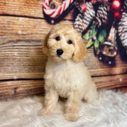 Firefly - Cream female Goldendoodle puppy in Haltom City, Texas from Ohana Doodles