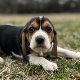 Hattie AKC - Black tan and white female Beagle puppy in Rogersville, Missouri from Hales Little Beagle Haven