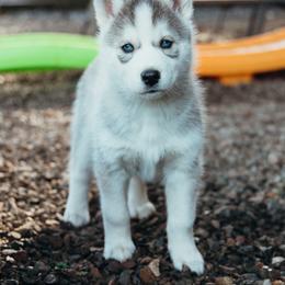 Siberian Husky Puppies from Chelsea's Huskies