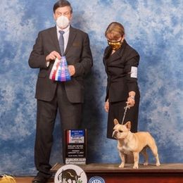 American Staffordshire Terriers, Boston Terriers, and French Bulldogs from Mon Ange French Bulldogs