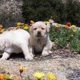 Labrador Retriever Puppies from Cedar Ranch Labrador Retrievers