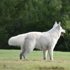Berger Blanc Suisses from Perla Ice White Swiss Shepherds