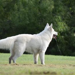 Berger Blanc Suisses from Perla Ice White Swiss Shepherds