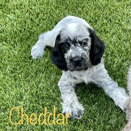 Cocker Spaniel and English Cocker Spaniel Puppies from Jesselle Cocker Spaniels