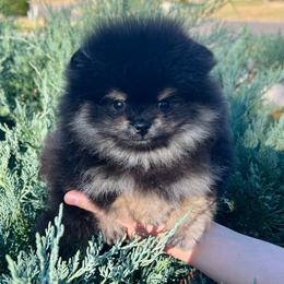 Dior - Black and tan male Pomeranian puppy in Hot Springs, Arkansas from Pomeranian Empire