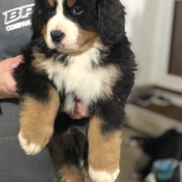 Bernese Mountain Dog Puppies from Humble Hearts Bernese