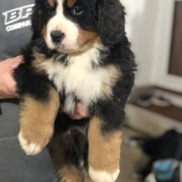 Bernese Mountain Dog Puppies from Humble Hearts Bernese