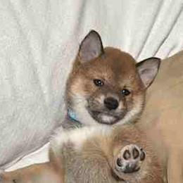 Jax - Red male Shiba Inu puppy in Tamarac, Florida from The Queen of Shibas