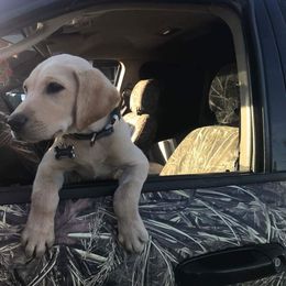 Labrador Retriever Puppies from C R Purdy Labs