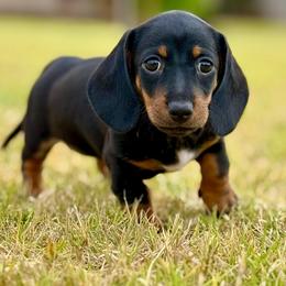 Chokis - Black and tan female Dachshund puppy in Queen Creek, Arizona from Jolly Rogers Dachshunds