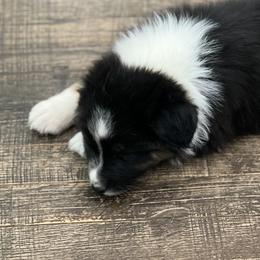Rich - Black tri-color male Australian Shepherd puppy in Sedalia, Missouri from Affinity Aussies