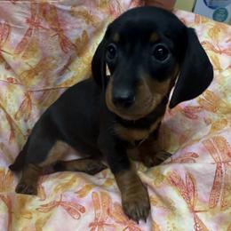 Girl 1 Dot - Black and tan female Dachshund puppy in Xenia, Ohio from Kuhbander Stable Llc