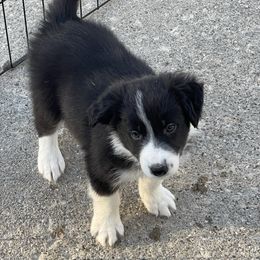 Fern - Black and white male Border Collie puppy in Grover Hill, Ohio from Heritage Border Collies