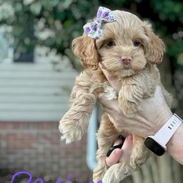 Darling - Red female Cockapoo puppy in Mocksville, North Carolina from Little Bear Doodles