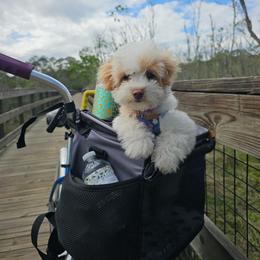 Havapoo puppies from West Cobb Dogs