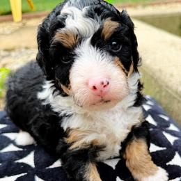 Chai - Phantom female Bernedoodle puppy in Sherman, Illinois from Shirl Doodle Life