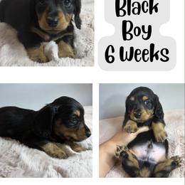 Mocha black boy - Black and tan male Dachshund puppy in Ashford, Alabama from Precious Little Lap Babies