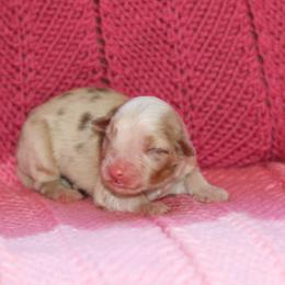 Stella - Red merle female Miniature American Shepherd puppy in Tiskilwa, Illinois from First Harmony Farms