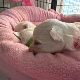 Milo - White male Maltese puppy in Coats, North Carolina from Angie's Puppies