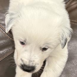 Border Collie puppies from Hidden Creek