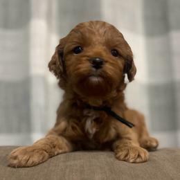 Linzer - Red male Cavapoo puppy in Mouth Of Wilson, Virginia from HoneyBunn Doodle Co.