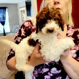 Labradoodle Puppies from 101 Labradoodles