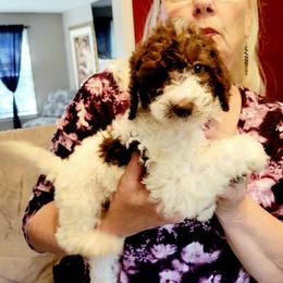 Labradoodle Puppies from 101 Labradoodles